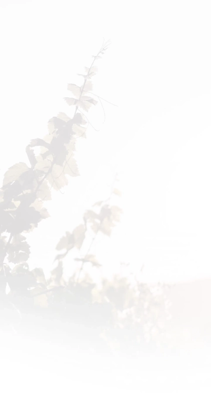 Les vins du Domaine Philippe Naddef